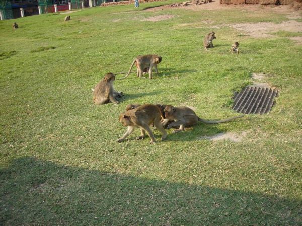 Cliquer pour voir l'image en taille réelle