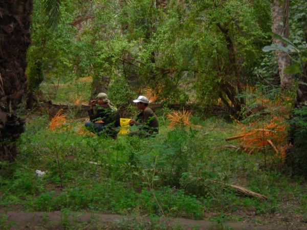 Cliquer pour voir l'image en taille réelle