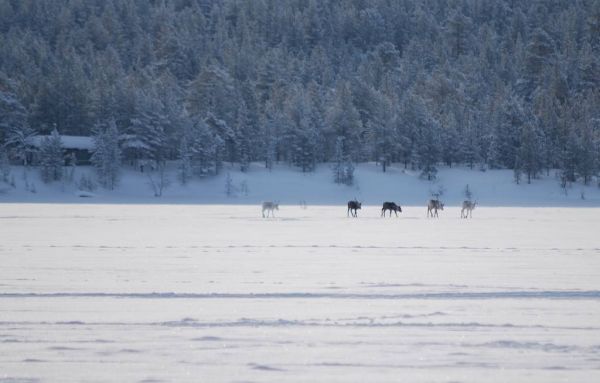Cliquer pour voir l'image en taille réelle