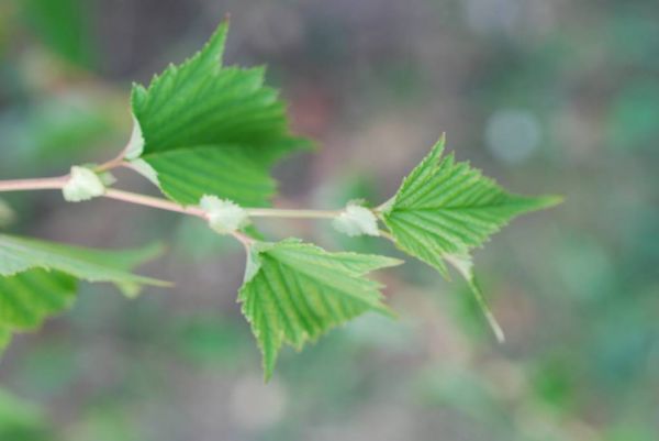 Cliquer pour voir l'image en taille réelle