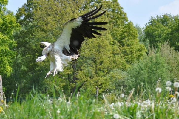 Cliquer pour voir l'image en taille réelle