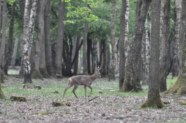 Cliquer pour voir l'image en taille réelle