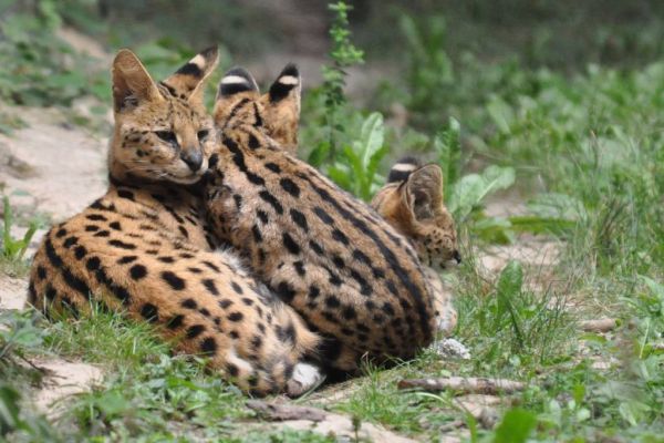 Cliquer pour voir l'image en taille réelle