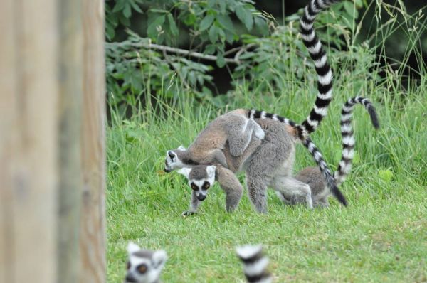 Cliquer pour voir l'image en taille réelle