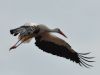 DSC_3951.jpg